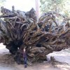 Kings canyon et Sequoia 22